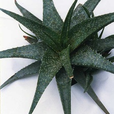 Aloe hybr.