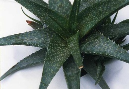 Aloe hybr.