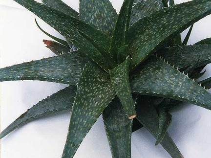 Aloe hybr.