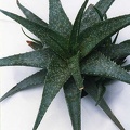 aloe-hybr2.jpg