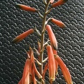 Aloe hybr.