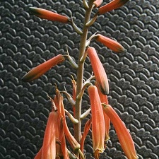 Aloe hybr.
