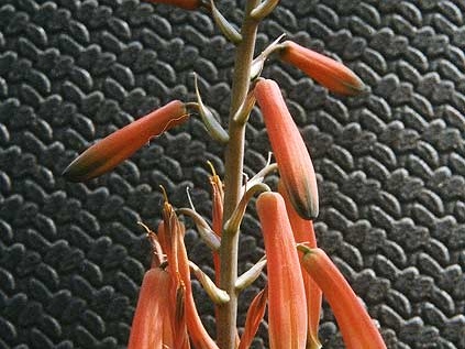 Aloe hybr.