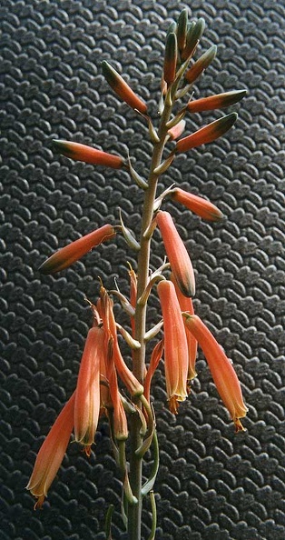 aloe-hybr3.jpg