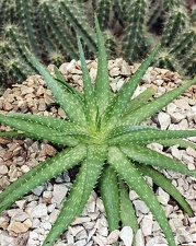 Aloe hybr.