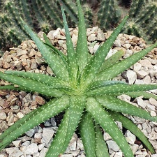 Aloe hybr.