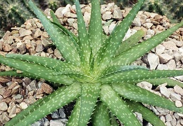 Aloe hybr.