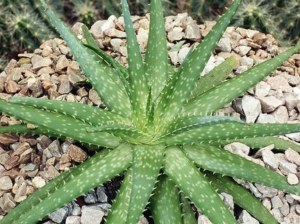 Aloe hybr.