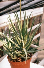 Aloe hybr.