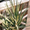 Aloe hybr.