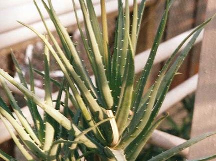Aloe hybr.