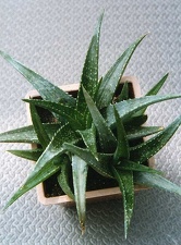 Aloe hybr.