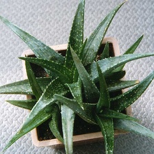 Aloe hybr.