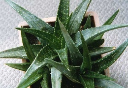 Aloe hybr.