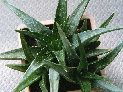 Aloe hybr.