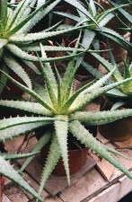 Aloe hybr.