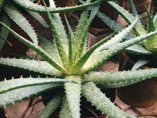 Aloe hybr.