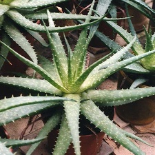 Aloe hybr.