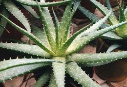 Aloe hybr.