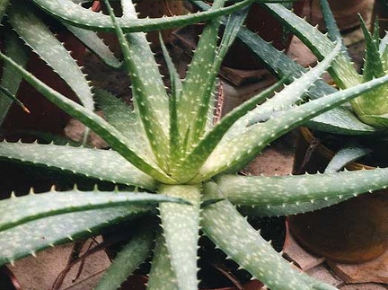 Aloe hybr.