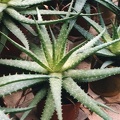 aloe-hybr7.jpg