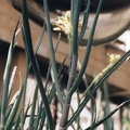 Aloe isaloensis