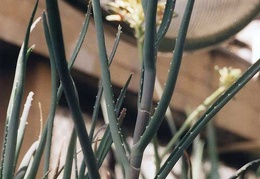 Aloe isaloensis