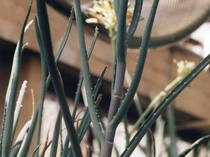 Aloe isaloensis