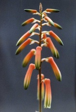 Aloe isaloensis