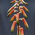 Aloe isaloensis