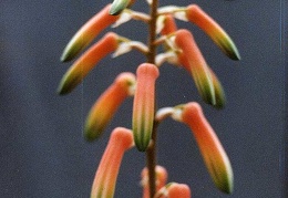 Aloe isaloensis