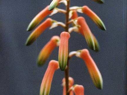 Aloe isaloensis