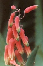 Aloe jacksonii