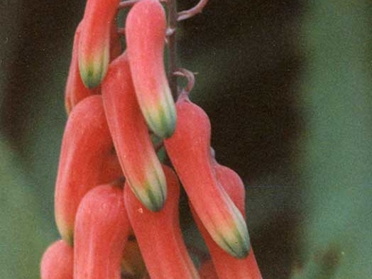 Aloe jacksonii