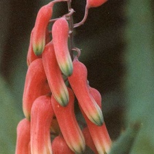 Aloe jacksonii