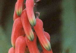 Aloe jacksonii