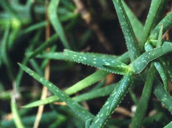 Aloe jacksonii