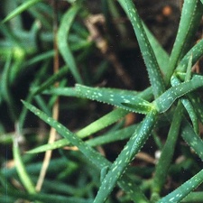 Aloe jacksonii