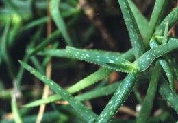 Aloe jacksonii