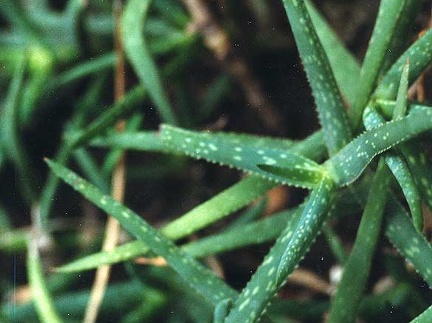 Aloe jacksonii