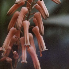 Aloe jucunda