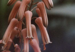 Aloe jucunda