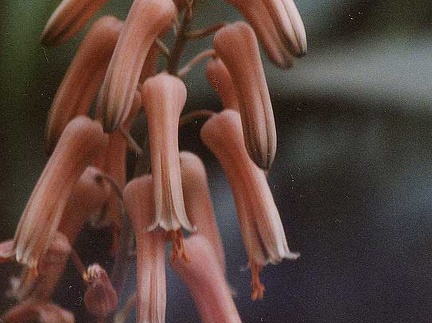 Aloe jucunda