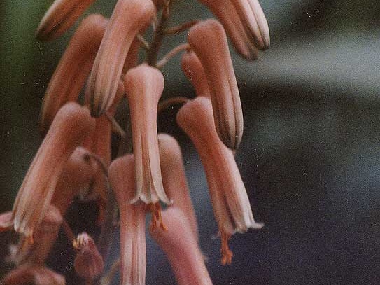 Aloe jucunda