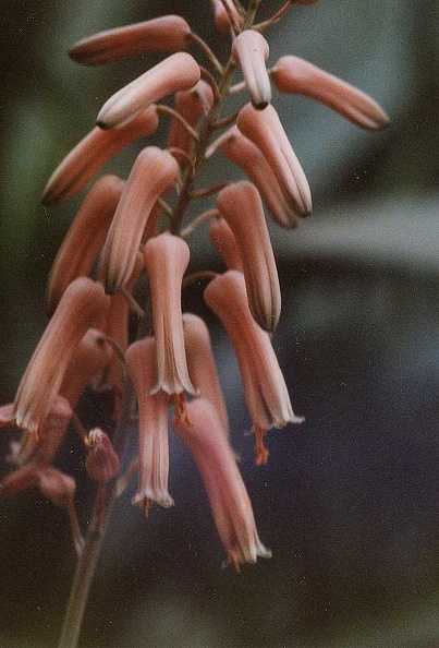 aloe-jucunda.jpg