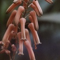 aloe-jucunda.jpg
