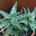 Aloe jucunda