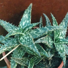 Aloe jucunda