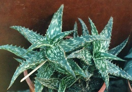 Aloe jucunda