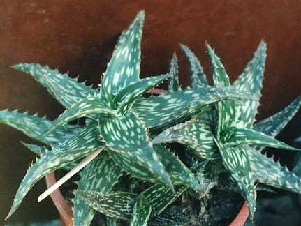Aloe jucunda